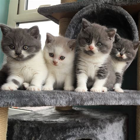 British shorthair kittens - Prices: British Shorthair kitten prices range generally $3000-4000, Longhair $3500-4500. Pricing is based on color, overall appearance, health, bloodlines, color quality, temperament, & demand. …